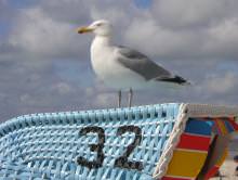 Möwe auf Strandkorb